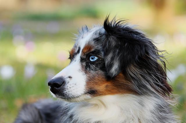 Skæbne Tak styrte Hundesalon Petit Glamour - Hundiverset